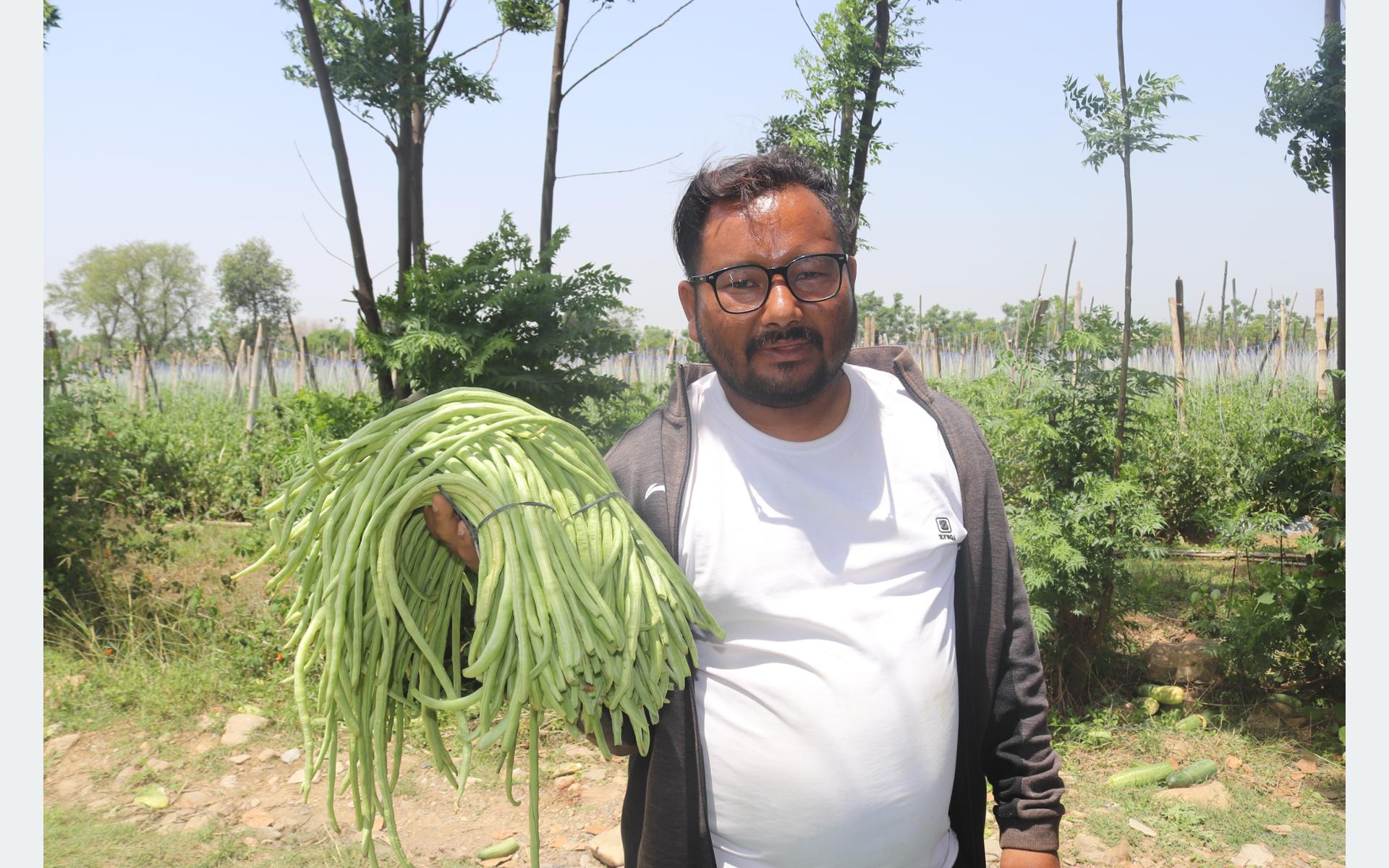 जग्गा भाडामा लिएर व्यावसायिक तरकारी खेतीमा रमाउँदै युवा महेन्द्र खड्का