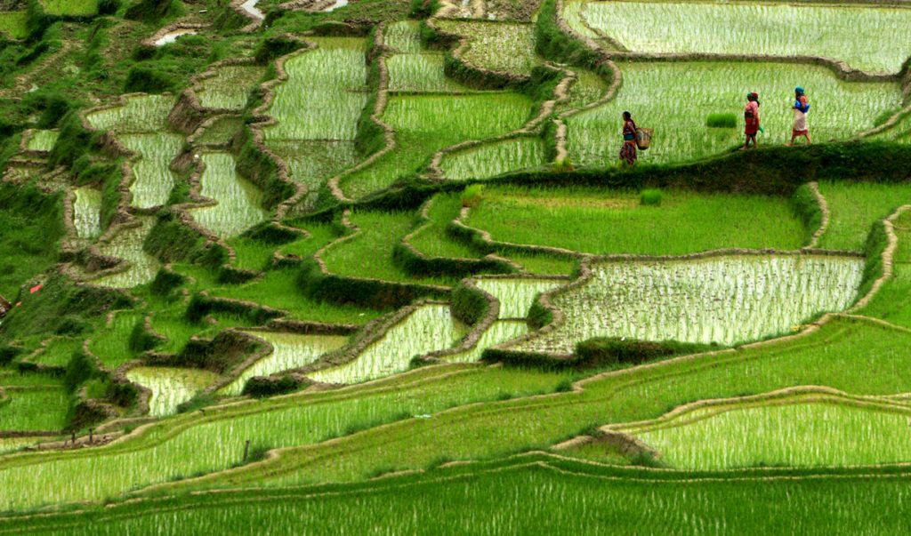 सांस्कृतिक पर्व परम्पराको जीवन्तताको लागि कृषि फार्म अनिवार्य